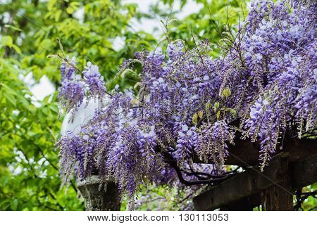 Beautiful purple wisteria flowers