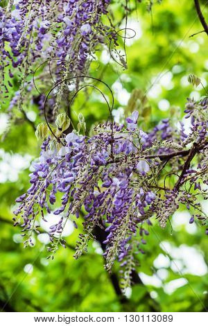 Beautiful purple wisteria flowers