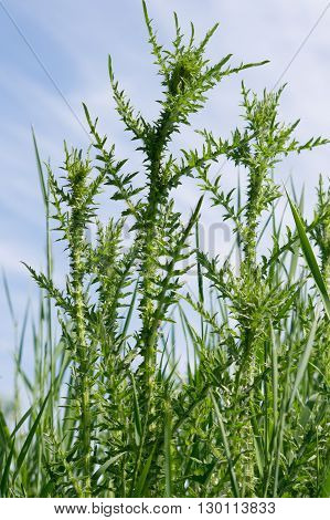 The acanthoides Carduus L. - roadside thistle leaves of spring.
