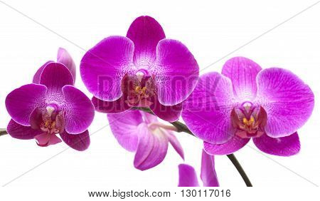 Abundant Flowering Of Magenta Phalaenopsis