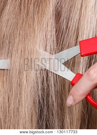 Red Scissors On Blonde Hair. Close Up.