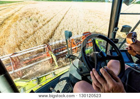 cornfield with wheat at harvest