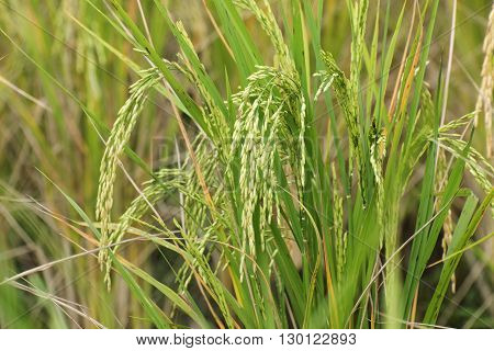 Fully grown paddy in a paddy field green agriculture land rural image of West Bengal India. Paddy is the biggest agricultural product of rural India especially in West Bengal India.