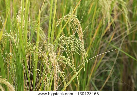 Fully grown paddy in a paddy field green agriculture land rural image of West Bengal India. Paddy is the biggest agricultural product of rural India especially in West Bengal India.