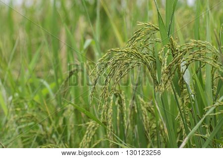 Fully grown paddy in a paddy field green agriculture land rural image of West Bengal India. Paddy is the biggest agricultural product of rural India especially in West Bengal India.