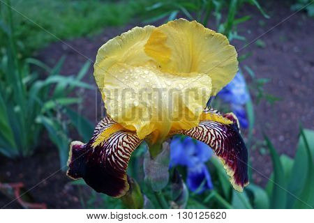 Close-up of blooming yellow iris flower in the garden during a rainy spring day. Macro, background.