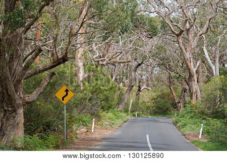Reverse curve road sign in yellow at the road trip thought many big gum trees at Otway National Park in Australia