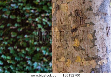 Close up of colorful patchy eucalyptus tree trunk texture. Mottled bark of Australian gum tree against green leaves blurred leaves on the background. Copy space
