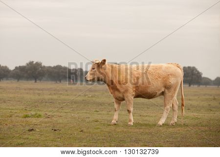 Beef cows grazing in the pastures of Extremadura in Spain