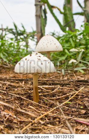 white wild mushrooms on the ground soil