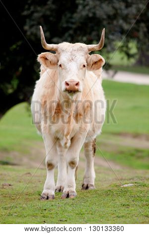 Beef cows grazing in the pastures of Extremadura in Spain