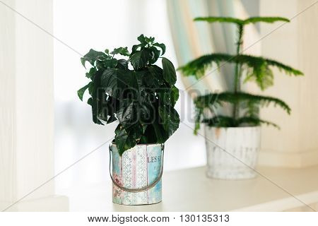Two flowers in a pots on a windowsill at the window