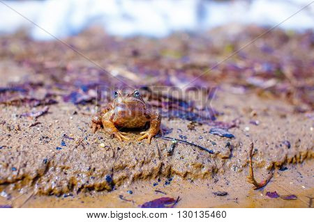 toad with protective coloration. camouflage of a frog on the shore of the pond. copy space for your text