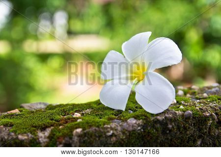 Plumeria, tropical flower on green moss wall
