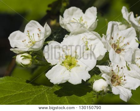 Blossoming hawthorn or maythorn Crataegus flowers close-up selective focus shallow DOF