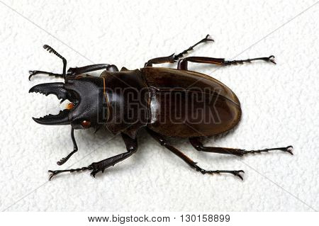 Stag beetle isolated on background