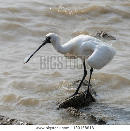 Black-faced Spoonbill