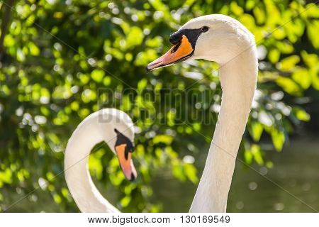 Two white swans in heart shape in the park