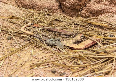 Photo from a forgotten rusty saw in the dry African desert
