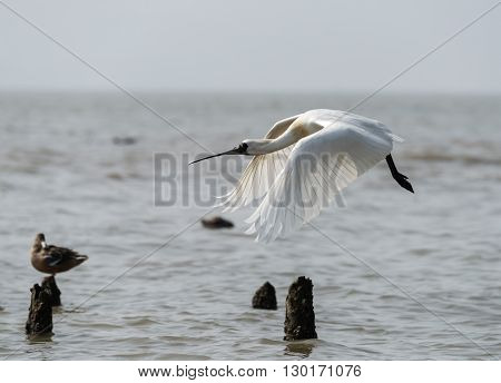 Black-faced Spoonbill