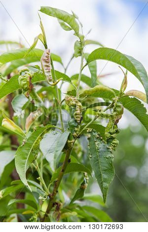 Branch of peach with leaf curl (Taphrina deformans) disease closeup