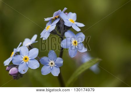 a blue forget me not plant in full bloom
