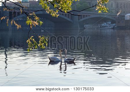 pair of swans on the river in early morning