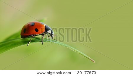 Insect ladybird on a green leaf of grass.