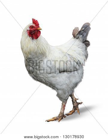 White rooster chickens isolated on white background.