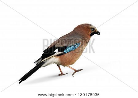 European jay isolated over white background. Wild jay