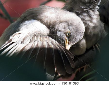 A bird inspecting her wings while sitting on a tree.