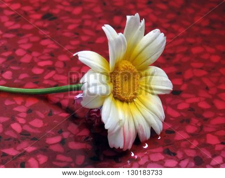 White and yellow Carinatum Flower on a wet floor.