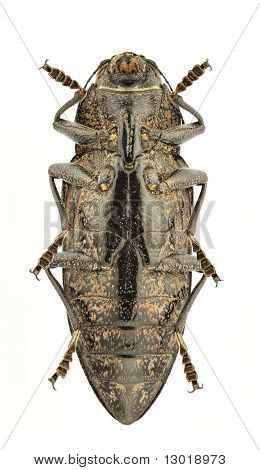 Chalcophora Detrita