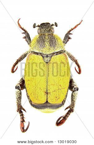 Hoplia Bilineata
