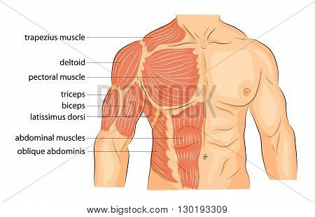 illustration of a male body arms shoulders chest and abs. bodybuilding