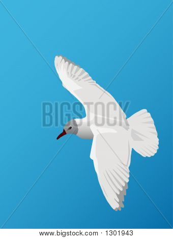 Racek létání na obloze nad mořem