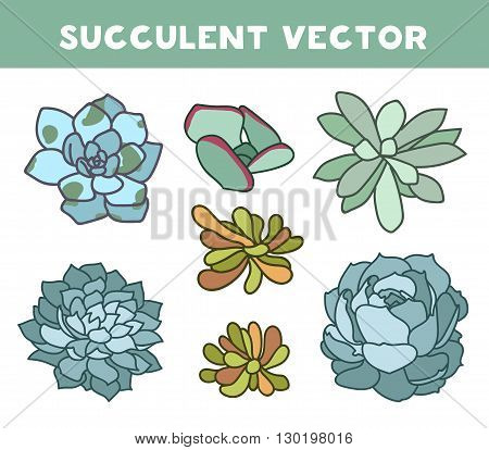Vector succulent set flat hand drawn illustration