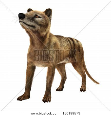 3D Rendering Thylacine On White