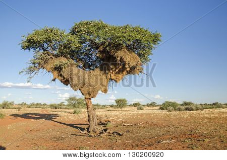 Acacia tree with huge apartment-house nest of weaver birds in Kalahari desert in Namibia.