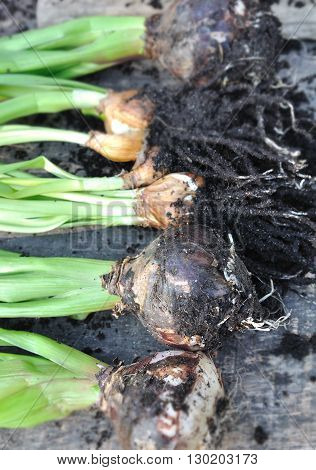 unrooting flower bulbs on a wooden plank