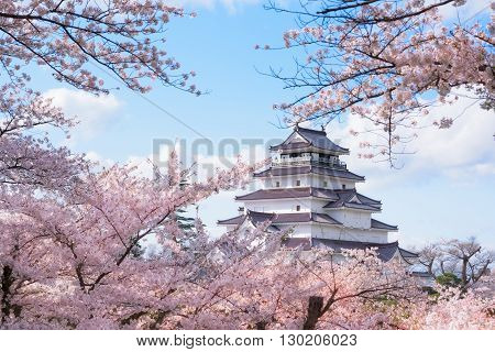 Tsuruga Castle surrounded by hundreds of sakura trees