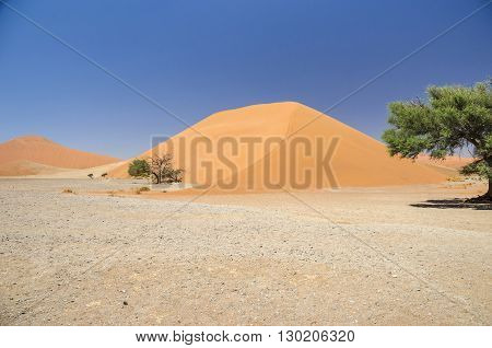 Dune 45 in Namib Desert in Namibia.