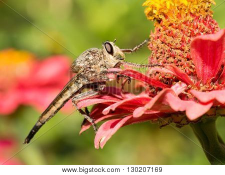 Giant Robberfly resting on a Zinnia flower