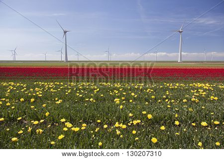 wind turbines against blue sky and red yellow tulip field in noordoostpolder flevoland in the netherlands