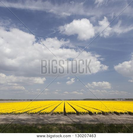 vast expance of yellow tulips in dutch flower field and blue sky with clouds