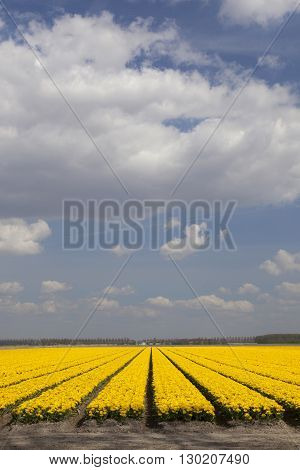 vast expance of yellow tulips in dutch flower field and blue sky with clouds
