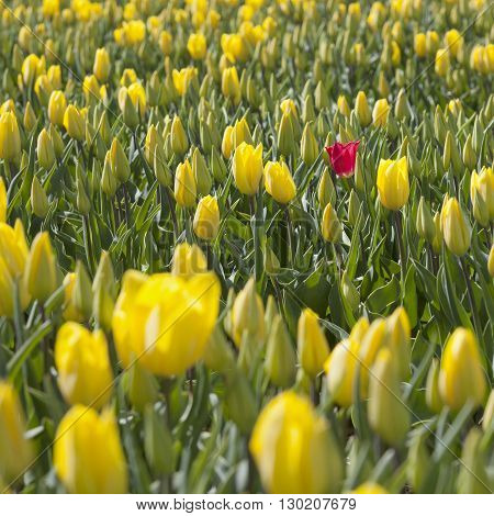 one red tulip seems lost between a lot of yellow flowers and buds in dutch flower field