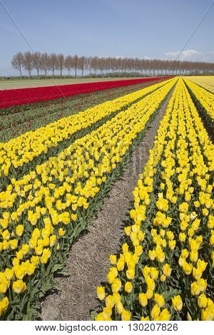 red and yellow tulips in dutch landscape with trees in noordoostpolder in the province of flevoland