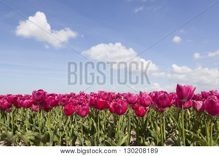 red or pink tulips in flower field with blue sky and clouds in the dutch noordoostpolder