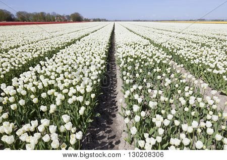 white tulips in flower field with blue sky in the dutch noordoostpolder